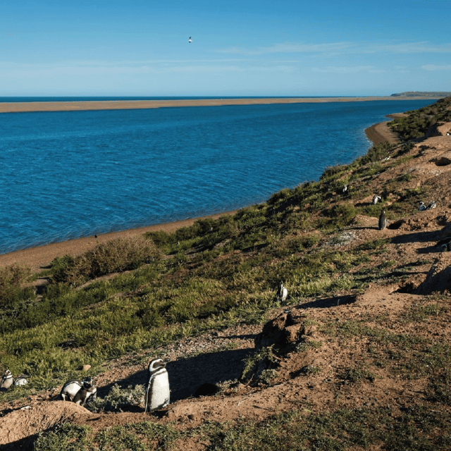 Peninsula Valdés: Shore Excursion for Cruise Passengers