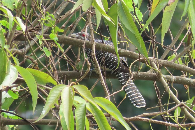 Phnom Penh Birding Experience and Brunch