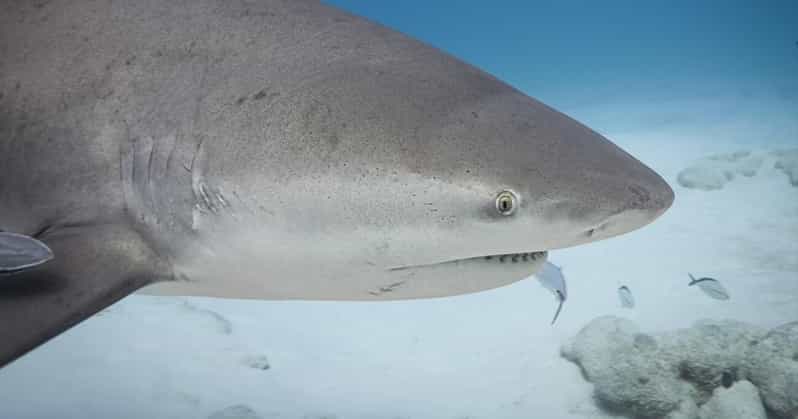 Playa Del Carmen: Bull Shark Encounter
