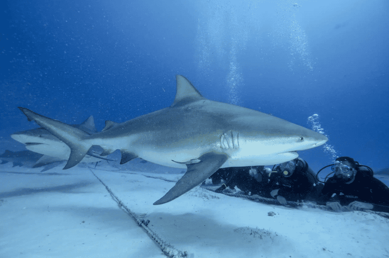 Playa Del Carmen: Bull Shark Feeding Experience