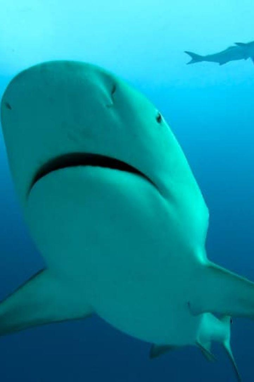 Playa Del Carmen: Bull Shark Feeding