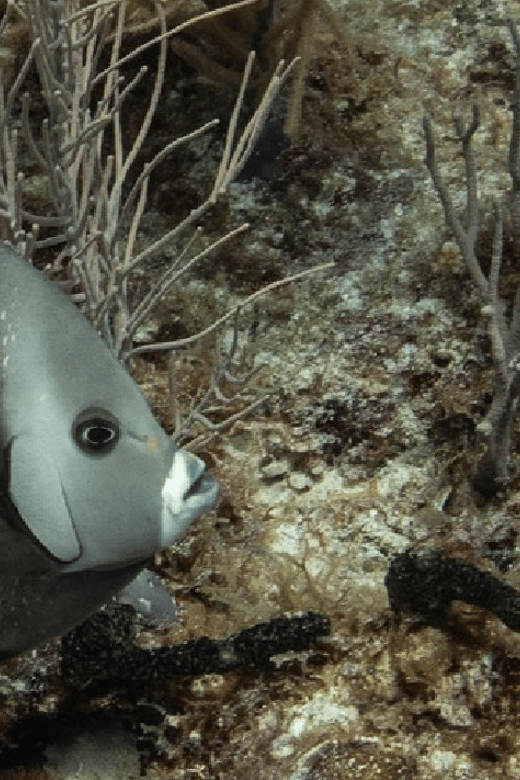 Playa Del Carmen: Discover Scuba Diving