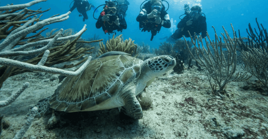 Playa Del Carmen: Guided Reef Diving for All Skill Levels