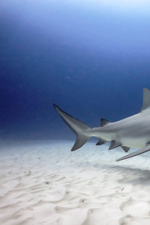 Playa Del Carmen: Insane Bull Shark Dive Adventure