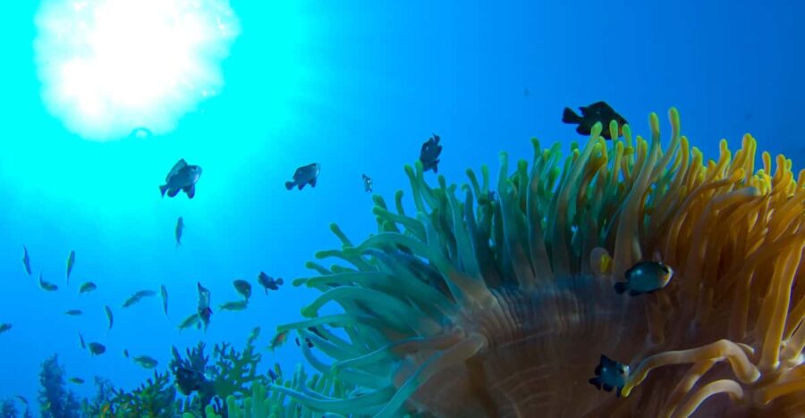 Playa Del Carmen: Local Reef Diving in Riviera Maya