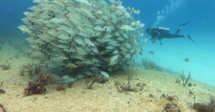 Playa Del Carmen: Mama Viña Shipwreck & Reef Diving