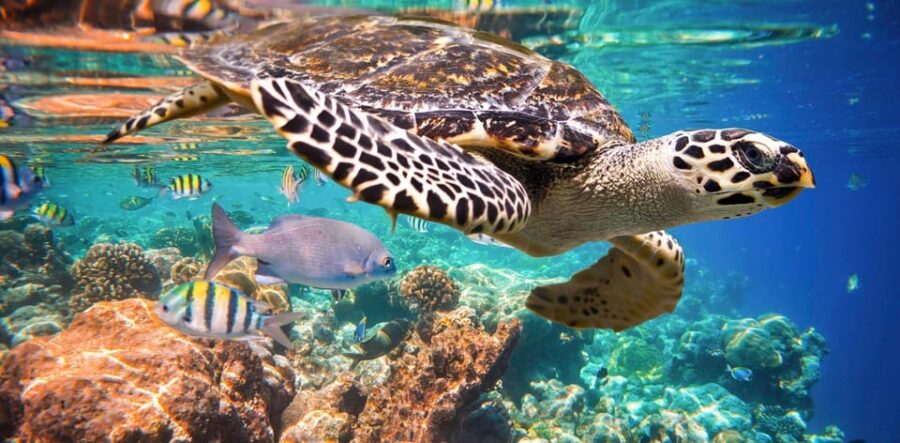 Playa Del Carmen: Nature Underground Cenote & Turtle Swim