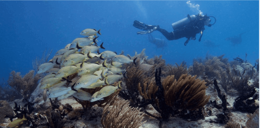 Playa Del Carmen: Ocean Dive Tour