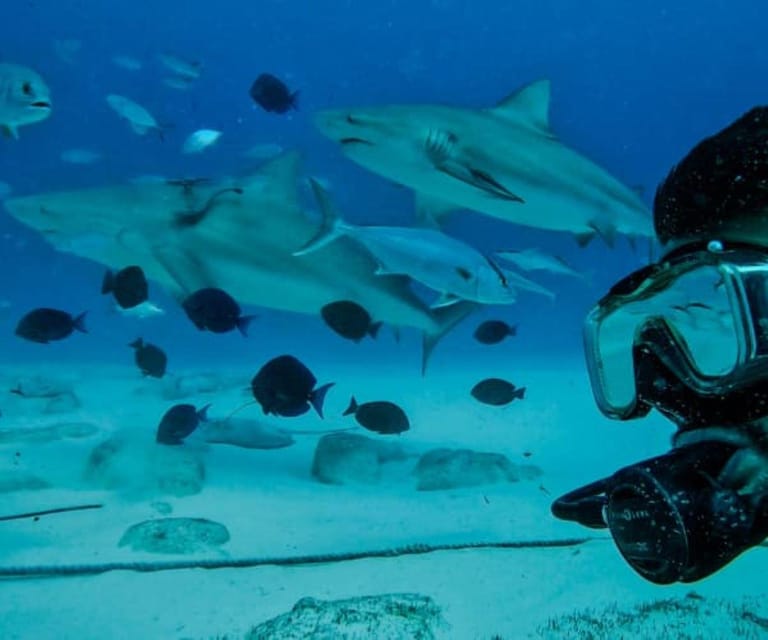 Playa Del Carmen: Sharks Observation & Reef