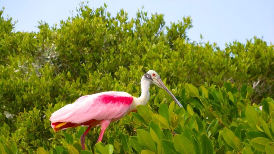 Playa Del Carmen: Sian Kaan Deluxe Boat Tour