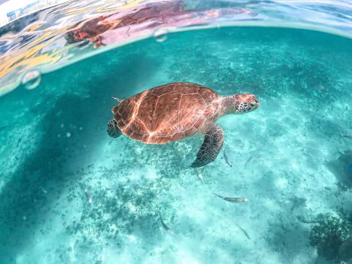 Playa Del Carmen/Tulum: Akumal Beach With Turtle Snorkeling