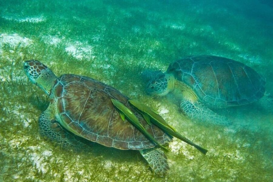 Playa Del Carmen: Tulum Ruins, Turtle Sitghseeing and Cenote