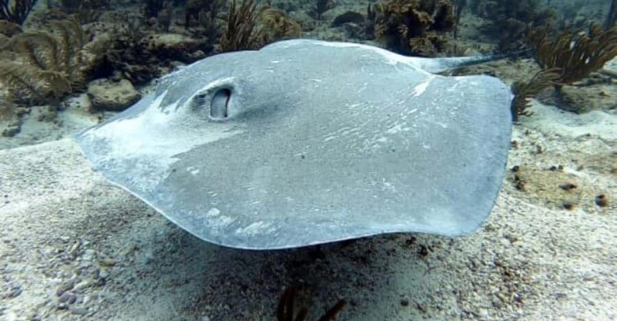 Playa Del Carmen: Two Reefs Dives