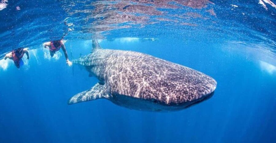 Playa Del Carmen:Whale Shark Experience in the Caribbean Sea