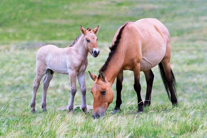 Private 3-Day Tour of National Parks From Ulaanbaatar