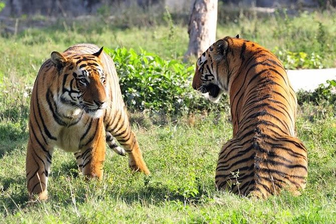 Private 4-Day Ranthambhore Tiger Safari Tour to Agra and Jaipur From Delhi