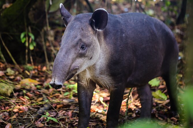Private Adventure Tour in the Corcovado Natural Park
