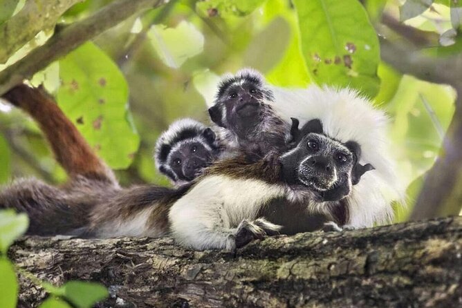 Private Cotton-Top Tamarin Adventure Tour - Tour Overview