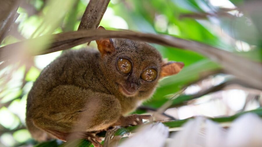Private Day Tour in Bohol From Cebu With Roundtrip Transfers - Tour Overview and Details