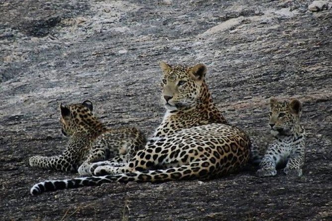 Private Day Tour Of Kumbhalgarh Fort & Wildlife Sanctuary From Udaipur - Tour Overview