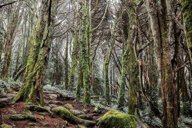 Private Evening Walk Inside the Forest: Sintra Mountains Inbetween Wolves