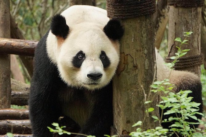 Private Full-Day Tour: Chengdu City Highlights - Key Attractions
