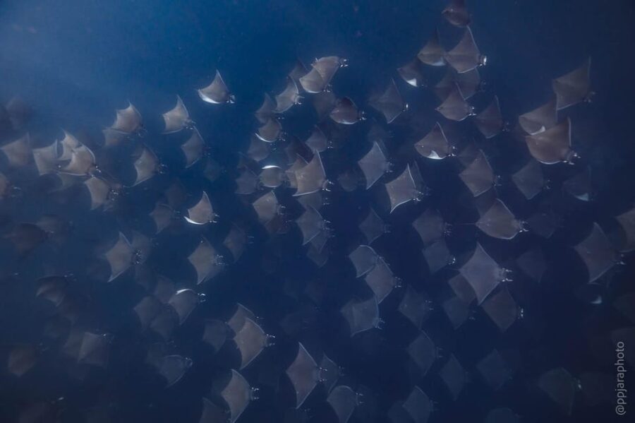 Private Guide Certified Divers Cabo San Lucas Marine Reserve - Overview