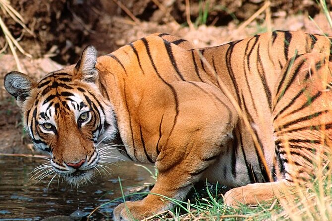 Private Guided Full-Day Ranthambore National Park Tour From Jaipur