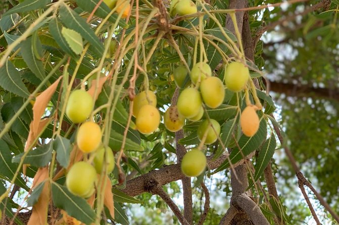 Private Jaisalmer Rural Farm Tour