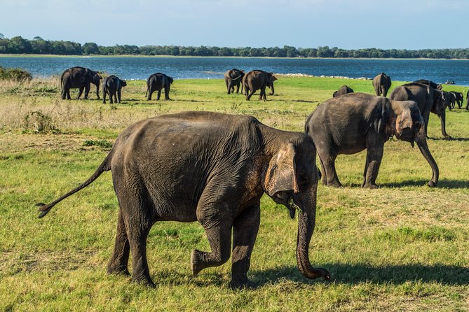 Private Jeep Safari at Minneriya National Park - Overview of the Safari Experience