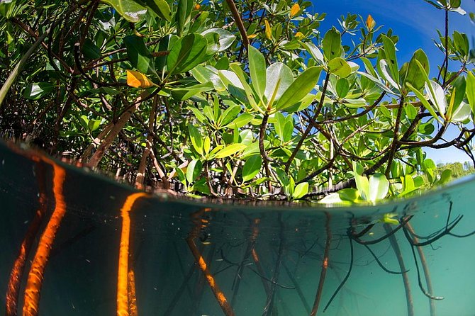 Private Mangrove Tour 2 Hour (max 8 People) - Tour Overview