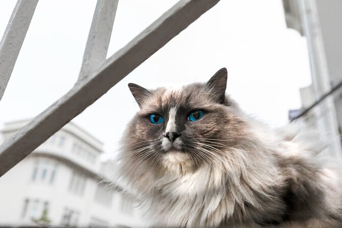Private Reykjavik Cat Walking Tour
