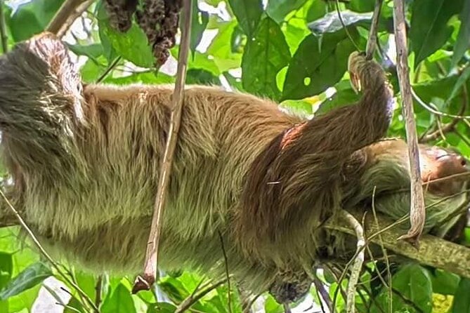 Private Sloth Tour in La Fortuna
