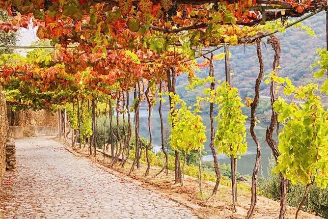 Private Tour in Douro