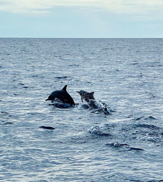 2 Best Dolphin Watching Tours In Philippines