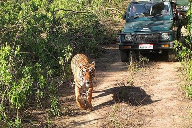 7 Best National Parks Tours In Jaipur