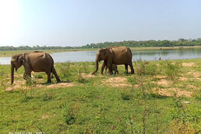 Private Tour to Udawalawe National Park