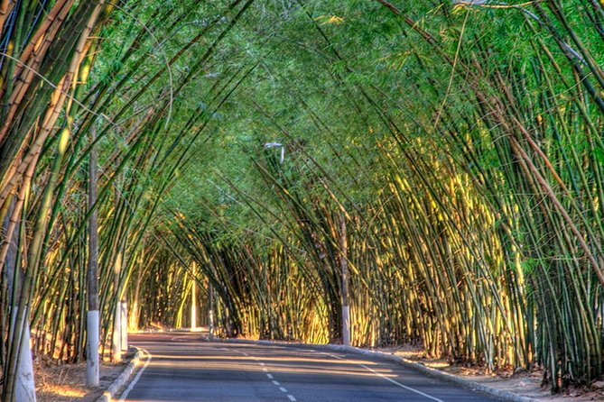Private Transfer From Airport to Salvador up to 3 People