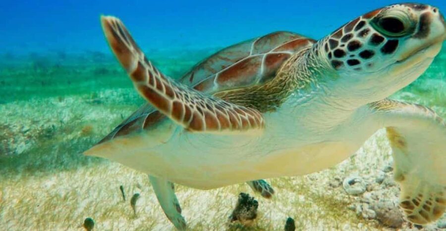 Private Turtle & Cenote Express (Included Transportation) - Tour Overview