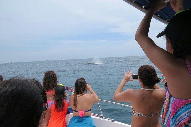 Private Whale Watching Tour at the Pearl Islands Departing From Panama City