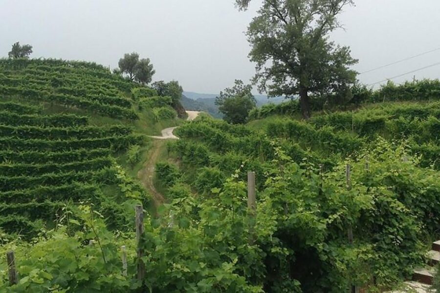 Prosecco Wine Tasting Tour. Half Day. From Venice - Tour Overview and Pricing