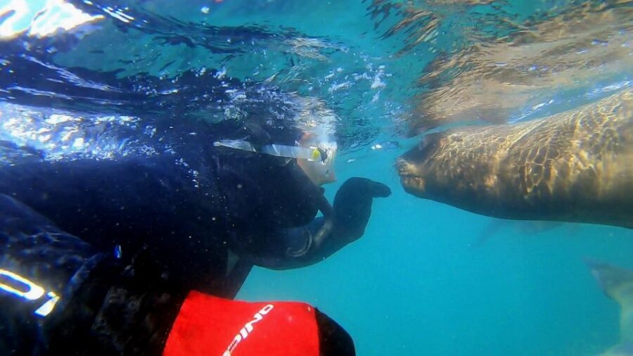 Puerto Madryn: 3-Hour Snorkeling Trip With Sea Lions