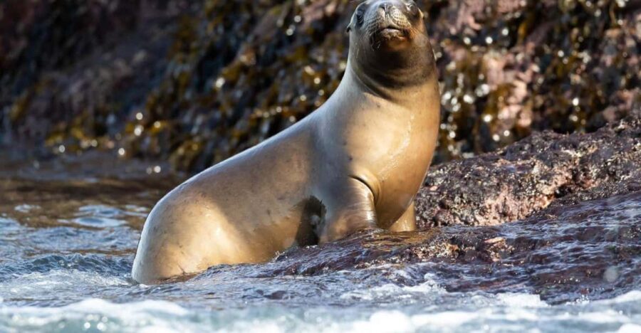 Puerto Madryn: Punta Loma and Southern Puerto Madryn Tour