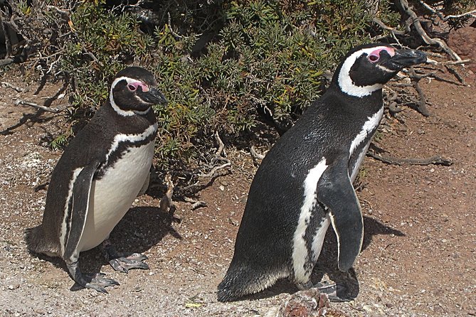 Puerto Madryn Shore Excursion: Private Day Trip to Punta Tombo Penguin Colony - Overview of the Excursion
