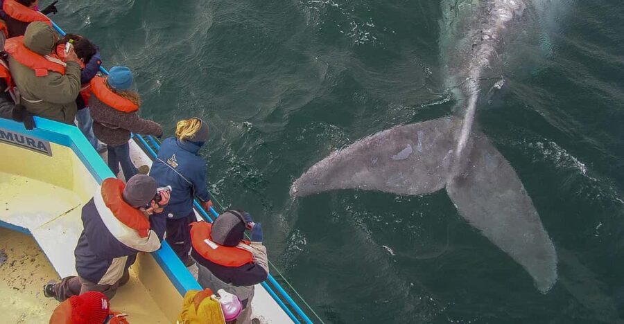 Puerto Madryn: Valdés Peninsula With Optional Whale Watching