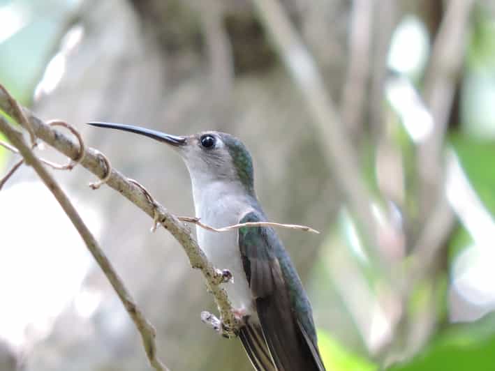 Puerto Morelos: Birdwatching Hike With Coffee and Snacks