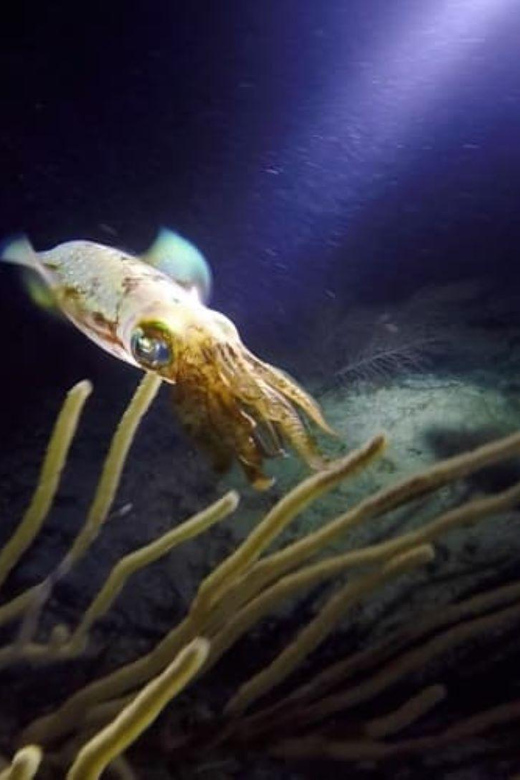 Puerto Morelos: Night Dive at Ojo De Agua Reef