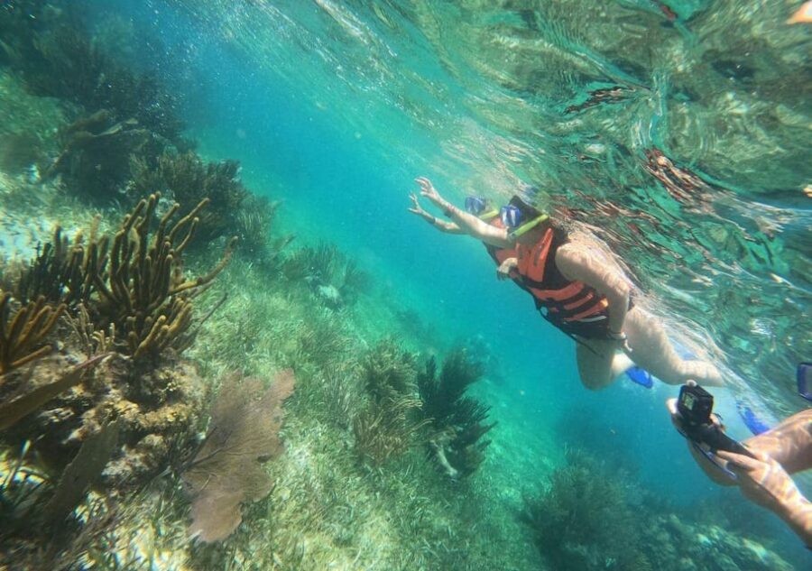 Puerto Morelos: Snorkel in Coral Reef With Transportation