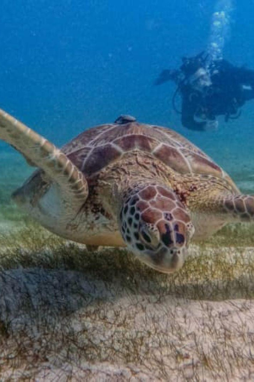 Puerto Morelos: Two Reef Dives
