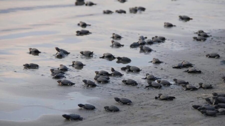 Puerto Vallarta: Baby Sea Turtle Release